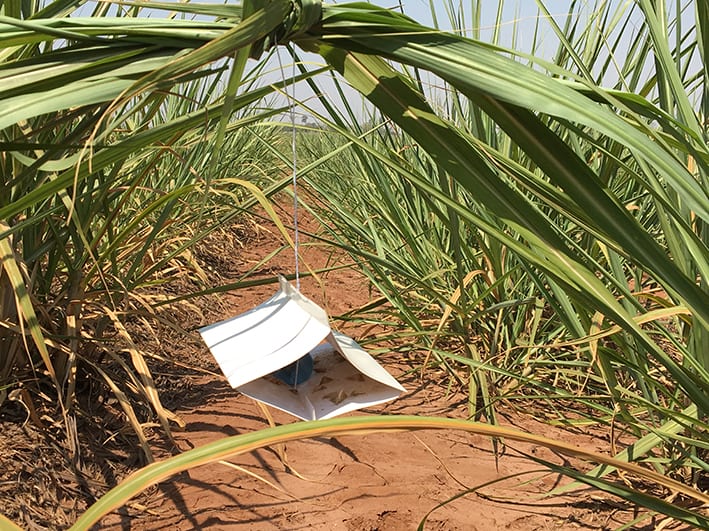 Armadilha delta de feromônio instalada entre as folhas de um canavial