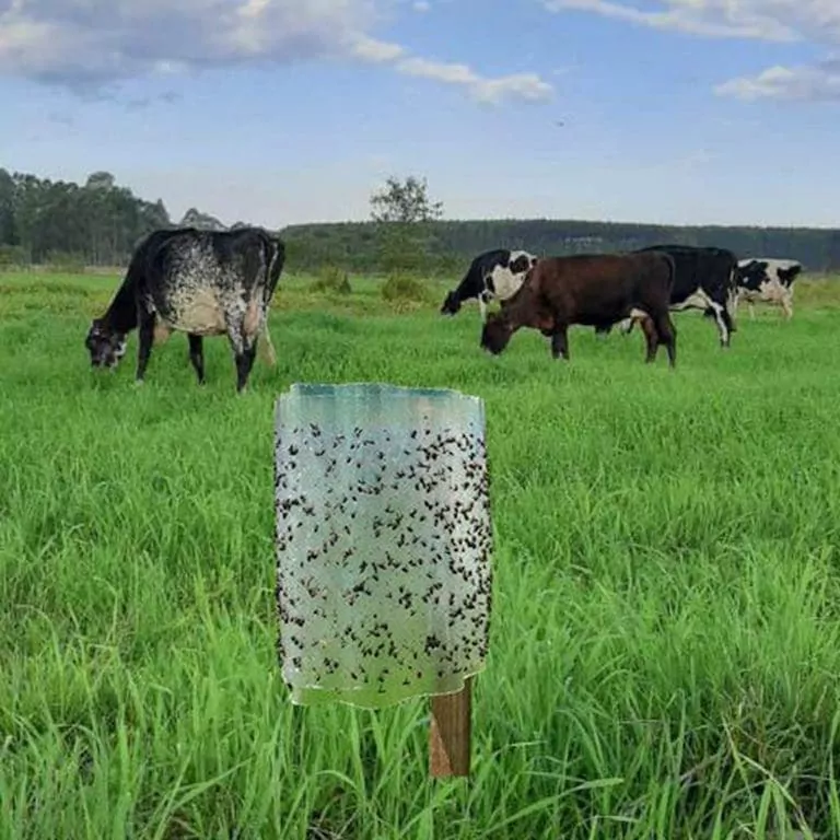 Armadilha adesiva com moscas capturadas instalada em pasto, com bovinos ao fundo